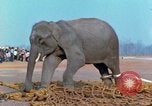 Image of elephant airlifted Vietnam, 1968, second 55 stock footage video 65675067653