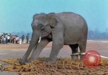 Image of elephant airlifted Vietnam, 1968, second 56 stock footage video 65675067653