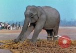 Image of elephant airlifted Vietnam, 1968, second 57 stock footage video 65675067653