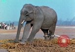 Image of elephant airlifted Vietnam, 1968, second 58 stock footage video 65675067653