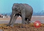 Image of elephant airlifted Vietnam, 1968, second 59 stock footage video 65675067653