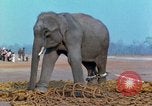 Image of elephant airlifted Vietnam, 1968, second 60 stock footage video 65675067653