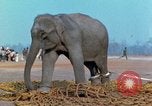 Image of elephant airlifted Vietnam, 1968, second 61 stock footage video 65675067653