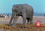 Image of elephant airlifted Vietnam, 1968, second 62 stock footage video 65675067653