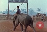 Image of Elephant airlifted Vietnam, 1968, second 15 stock footage video 65675067654