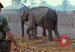Image of Elephant airlifted Vietnam, 1968, second 21 stock footage video 65675067654
