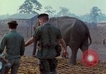 Image of Elephant airlifted Vietnam, 1968, second 25 stock footage video 65675067654