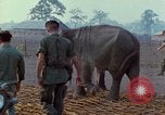 Image of Elephant airlifted Vietnam, 1968, second 26 stock footage video 65675067654