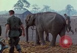 Image of Elephant airlifted Vietnam, 1968, second 27 stock footage video 65675067654