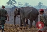 Image of Elephant airlifted Vietnam, 1968, second 28 stock footage video 65675067654