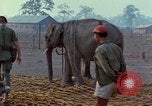 Image of Elephant airlifted Vietnam, 1968, second 29 stock footage video 65675067654