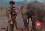 Image of Elephant airlifted Vietnam, 1968, second 31 stock footage video 65675067654