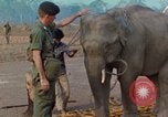 Image of Elephant airlifted Vietnam, 1968, second 32 stock footage video 65675067654