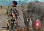 Image of Elephant airlifted Vietnam, 1968, second 34 stock footage video 65675067654