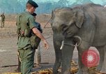 Image of Elephant airlifted Vietnam, 1968, second 35 stock footage video 65675067654