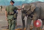 Image of Elephant airlifted Vietnam, 1968, second 36 stock footage video 65675067654