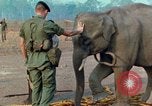 Image of Elephant airlifted Vietnam, 1968, second 37 stock footage video 65675067654