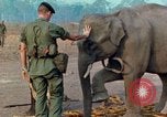 Image of Elephant airlifted Vietnam, 1968, second 38 stock footage video 65675067654