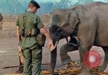 Image of Elephant airlifted Vietnam, 1968, second 39 stock footage video 65675067654