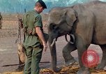 Image of Elephant airlifted Vietnam, 1968, second 40 stock footage video 65675067654