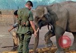 Image of Elephant airlifted Vietnam, 1968, second 41 stock footage video 65675067654