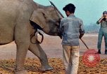 Image of Elephant airlifted Vietnam, 1968, second 42 stock footage video 65675067654