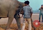 Image of Elephant airlifted Vietnam, 1968, second 43 stock footage video 65675067654