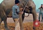 Image of Elephant airlifted Vietnam, 1968, second 45 stock footage video 65675067654