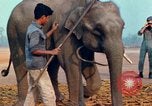 Image of Elephant airlifted Vietnam, 1968, second 46 stock footage video 65675067654
