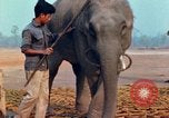 Image of Elephant airlifted Vietnam, 1968, second 47 stock footage video 65675067654