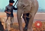 Image of Elephant airlifted Vietnam, 1968, second 48 stock footage video 65675067654