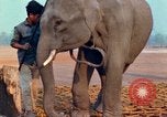 Image of Elephant airlifted Vietnam, 1968, second 49 stock footage video 65675067654
