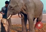 Image of Elephant airlifted Vietnam, 1968, second 50 stock footage video 65675067654