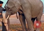 Image of Elephant airlifted Vietnam, 1968, second 51 stock footage video 65675067654
