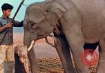 Image of Elephant airlifted Vietnam, 1968, second 52 stock footage video 65675067654