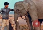 Image of Elephant airlifted Vietnam, 1968, second 53 stock footage video 65675067654