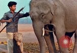 Image of Elephant airlifted Vietnam, 1968, second 54 stock footage video 65675067654