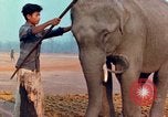 Image of Elephant airlifted Vietnam, 1968, second 55 stock footage video 65675067654