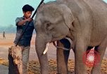 Image of Elephant airlifted Vietnam, 1968, second 56 stock footage video 65675067654