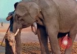 Image of Elephant airlifted Vietnam, 1968, second 57 stock footage video 65675067654