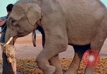 Image of Elephant airlifted Vietnam, 1968, second 58 stock footage video 65675067654