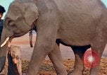 Image of Elephant airlifted Vietnam, 1968, second 59 stock footage video 65675067654