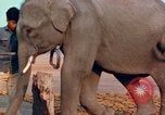 Image of Elephant airlifted Vietnam, 1968, second 60 stock footage video 65675067654
