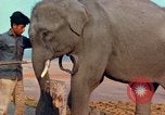 Image of Elephant airlifted Vietnam, 1968, second 61 stock footage video 65675067654
