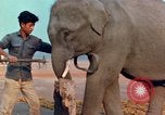 Image of Elephant airlifted Vietnam, 1968, second 62 stock footage video 65675067654
