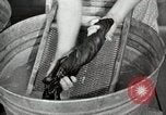 Standbild Bauernhof der Familie Saint Clairsville Ohio USA, 1940, aus Sekunde 46 historischem Filmmaterial Videoclip 65675067687