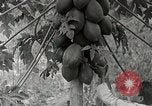 Standbild Local Menschen Trinidad, 1936, aus Sekunde 7 historischem Filmmaterial Videoclip 65675067692