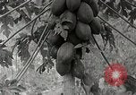 Standbild Local Menschen Trinidad, 1936, aus Sekunde 8 historischem Filmmaterial Videoclip 65675067692