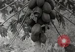 Standbild Local Menschen Trinidad, 1936, aus Sekunde 9 historischem Filmmaterial Videoclip 65675067692