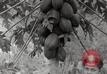 Standbild Local Menschen Trinidad, 1936, aus Sekunde 10 historischem Filmmaterial Videoclip 65675067692
